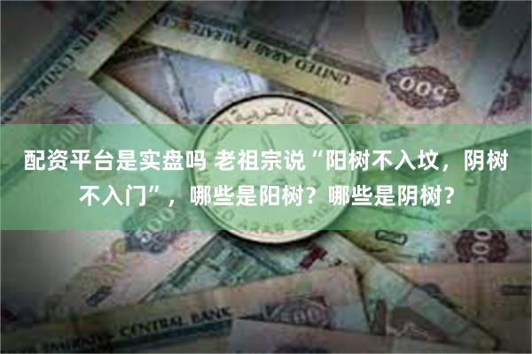 配资平台是实盘吗 老祖宗说“阳树不入坟，阴树不入门”，哪些是阳树？哪些是阴树？